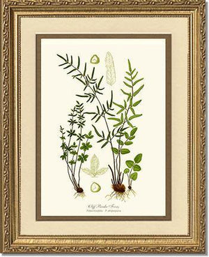Cliff Brake Ferns Botanical Wall Art Print-Charting Nature