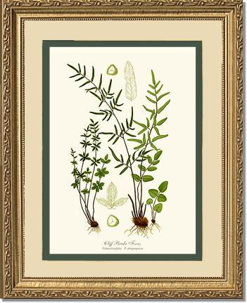 Cliff Brake Ferns Botanical Wall Art Print-Charting Nature