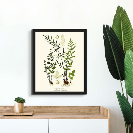 Cliff Brake Ferns Botanical Wall Art Print-Charting Nature