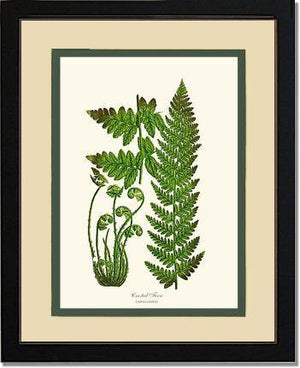 Crested Fern Botanical Wall Art Print-Charting Nature