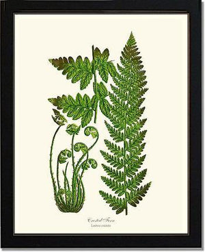 Crested Fern Botanical Wall Art Print-Charting Nature