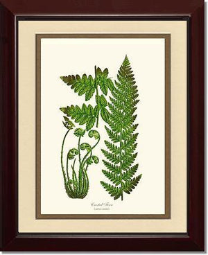 Crested Fern Botanical Wall Art Print-Charting Nature