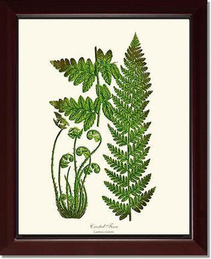 Crested Fern Botanical Wall Art Print-Charting Nature