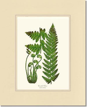 Crested Fern Botanical Wall Art Print-Charting Nature