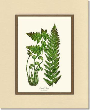 Crested Fern Botanical Wall Art Print-Charting Nature