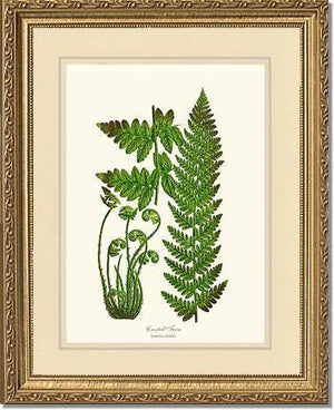 Crested Fern Botanical Wall Art Print-Charting Nature