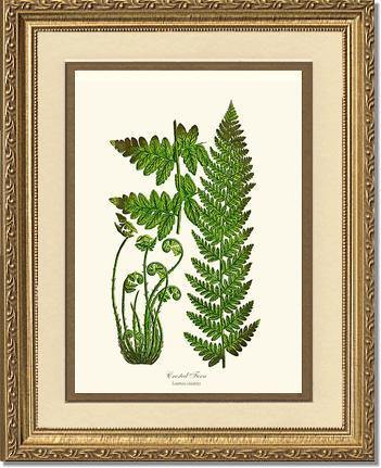 Crested Fern Botanical Wall Art Print-Charting Nature