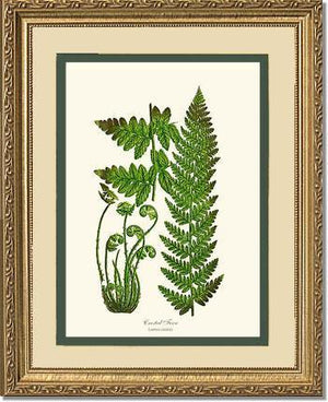 Crested Fern Botanical Wall Art Print-Charting Nature