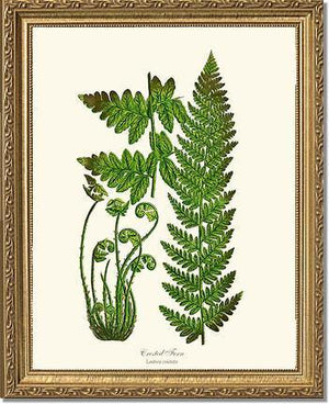 Crested Fern Botanical Wall Art Print-Charting Nature