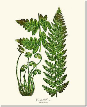 Crested Fern Botanical Wall Art Print-Charting Nature