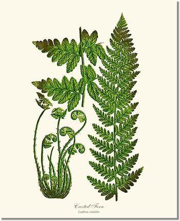 Crested Fern