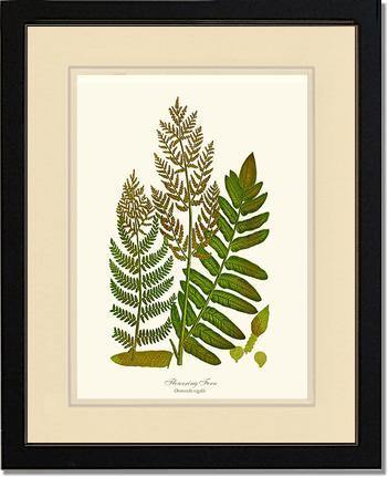 Flowering Fern Botanical Wall Art Print-Charting Nature