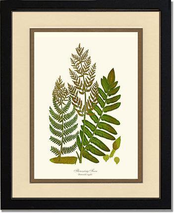 Flowering Fern Botanical Wall Art Print-Charting Nature