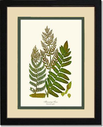 Flowering Fern Botanical Wall Art Print-Charting Nature