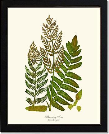 Flowering Fern Botanical Wall Art Print-Charting Nature