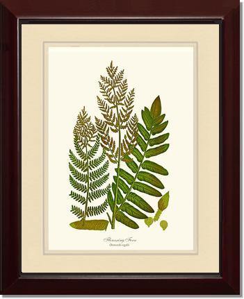 Flowering Fern Botanical Wall Art Print-Charting Nature
