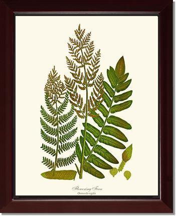 Flowering Fern Botanical Wall Art Print-Charting Nature