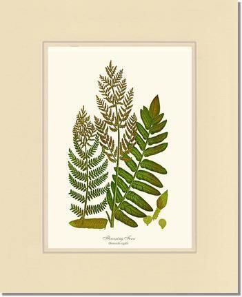 Flowering Fern Botanical Wall Art Print-Charting Nature