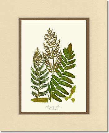 Flowering Fern Botanical Wall Art Print-Charting Nature