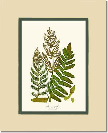 Flowering Fern Botanical Wall Art Print-Charting Nature