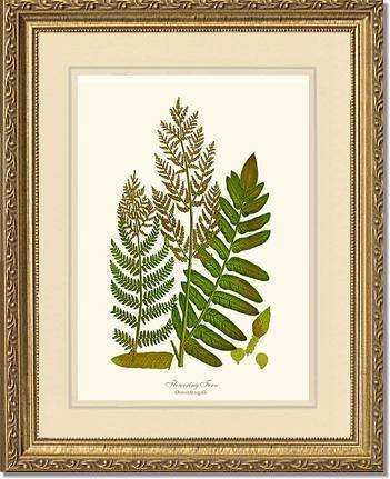 Flowering Fern Botanical Wall Art Print-Charting Nature