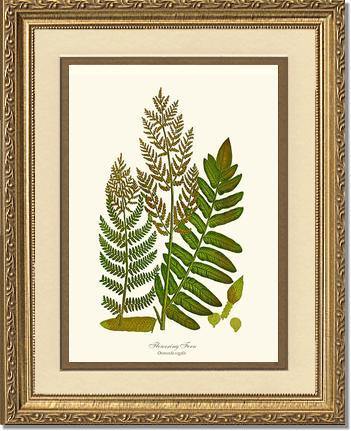 Flowering Fern Botanical Wall Art Print-Charting Nature