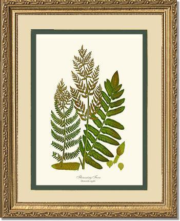Flowering Fern Botanical Wall Art Print-Charting Nature
