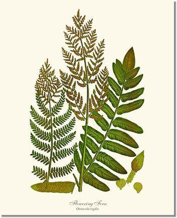 Flowering Fern Botanical Wall Art Print-Charting Nature