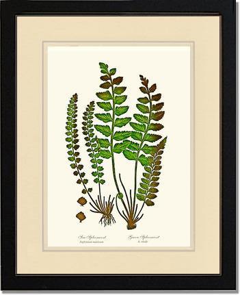 Spleenworts Botanical Wall Art Print-Charting Nature