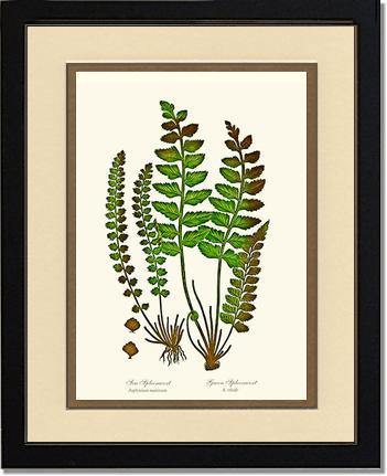 Spleenworts Botanical Wall Art Print-Charting Nature