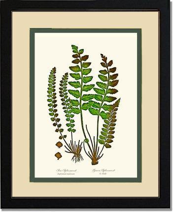 Spleenworts Botanical Wall Art Print-Charting Nature