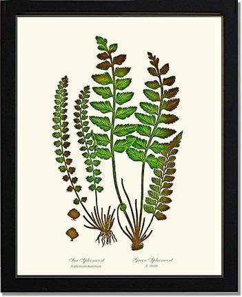 Spleenworts Botanical Wall Art Print-Charting Nature