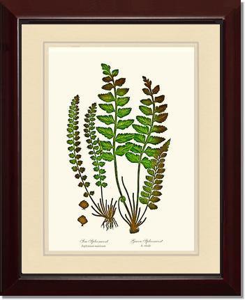 Spleenworts Botanical Wall Art Print-Charting Nature