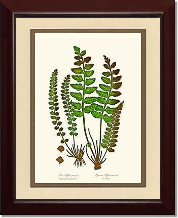 Spleenworts Botanical Wall Art Print-Charting Nature