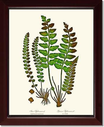 Spleenworts Botanical Wall Art Print-Charting Nature