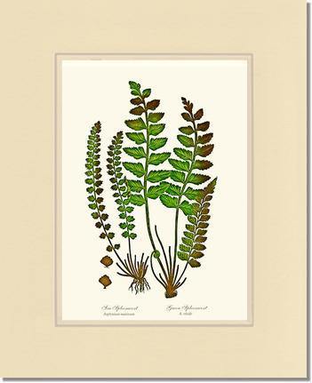 Spleenworts Botanical Wall Art Print-Charting Nature
