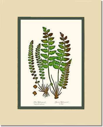 Spleenworts Botanical Wall Art Print-Charting Nature