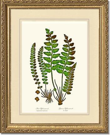 Spleenworts Botanical Wall Art Print-Charting Nature