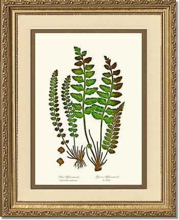 Spleenworts Botanical Wall Art Print-Charting Nature