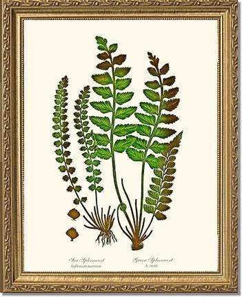 Spleenworts Botanical Wall Art Print-Charting Nature