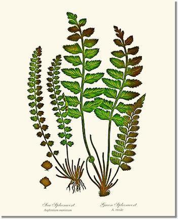 Spleenworts Botanical Wall Art Print-Charting Nature