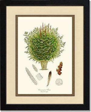 Cinnamon-Royal Fern Botanical Wall Art Print-Charting Nature