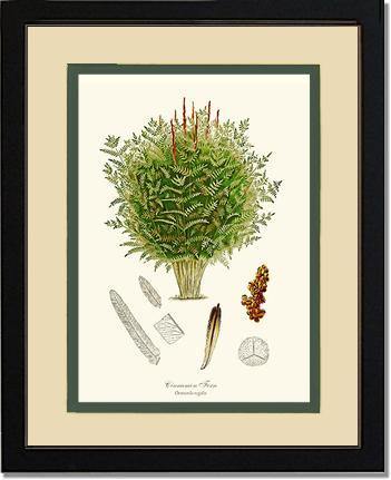 Cinnamon-Royal Fern Botanical Wall Art Print-Charting Nature