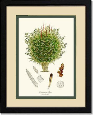 Cinnamon-Royal Fern Botanical Wall Art Print-Charting Nature