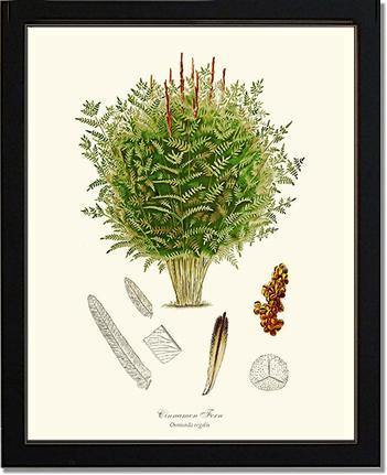 Cinnamon-Royal Fern Botanical Wall Art Print-Charting Nature