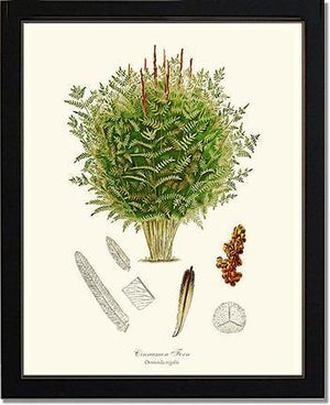 Cinnamon-Royal Fern Botanical Wall Art Print-Charting Nature
