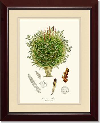 Cinnamon-Royal Fern Botanical Wall Art Print-Charting Nature