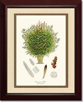 Cinnamon-Royal Fern Botanical Wall Art Print-Charting Nature