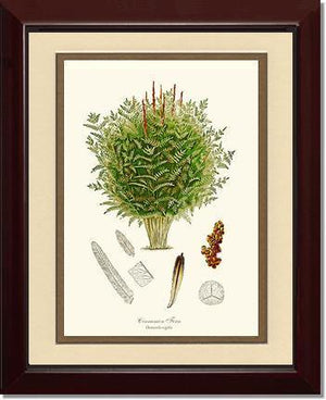 Cinnamon-Royal Fern Botanical Wall Art Print-Charting Nature