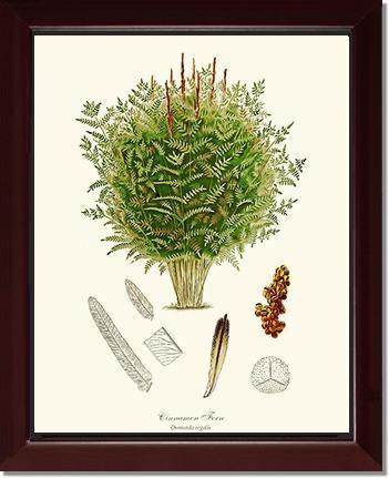 Cinnamon-Royal Fern Botanical Wall Art Print-Charting Nature